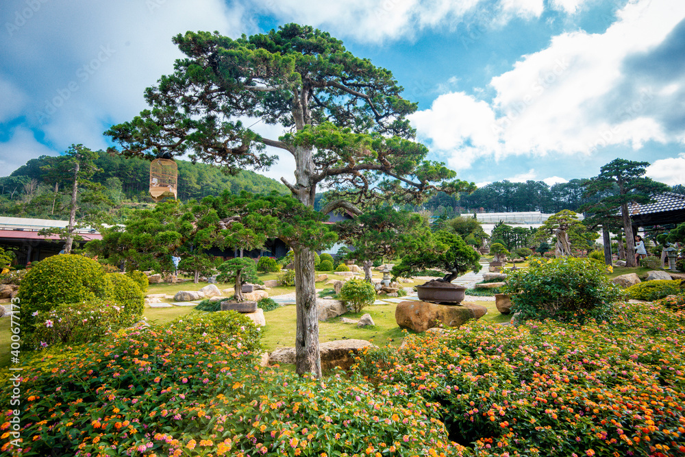 Naklejka premium Very old Japanese Bonsai Tree. Bonsai and Penjing landscape with miniature evergreen tree in a tray