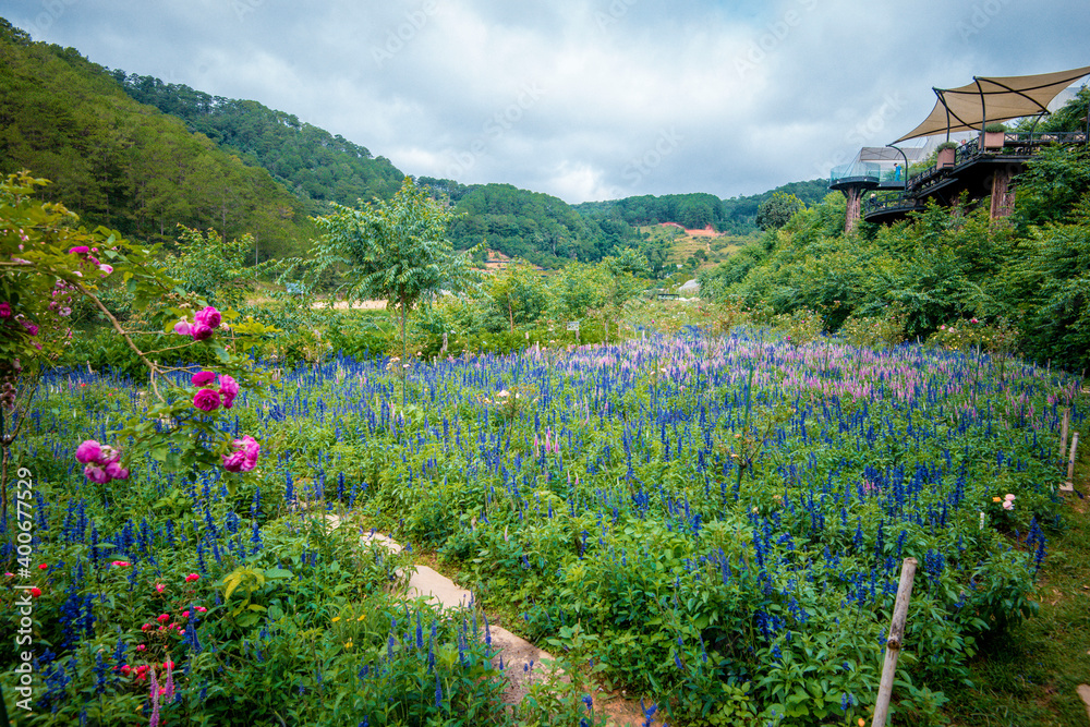 purple flower field, life near to nature