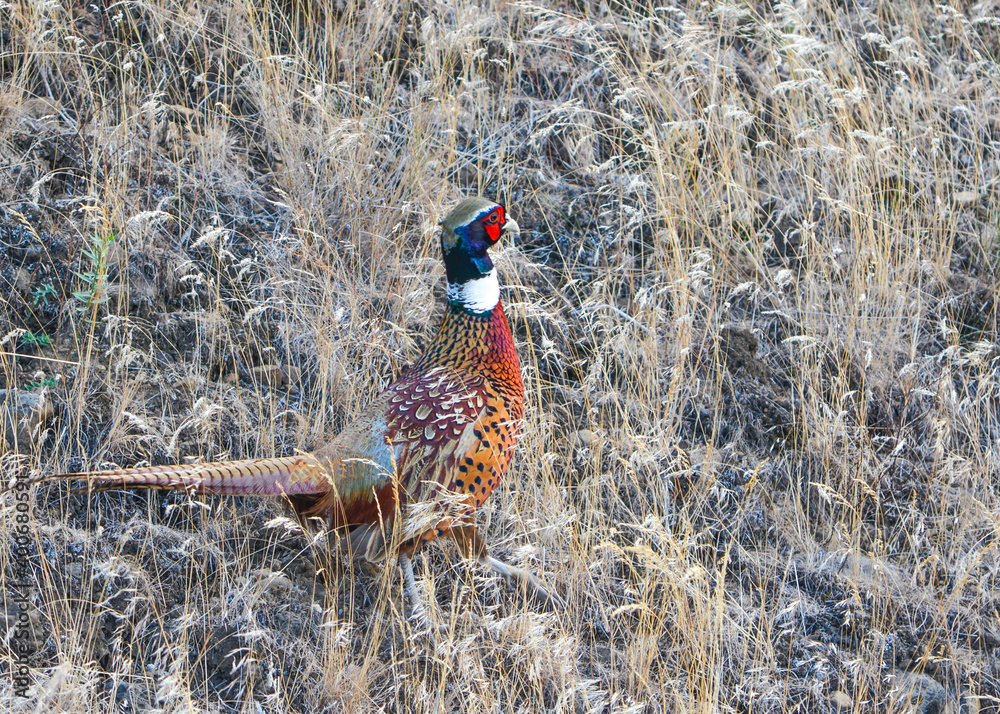 Fototapeta premium Wild, Male Ring necked Pheasant in Cheney, Washington