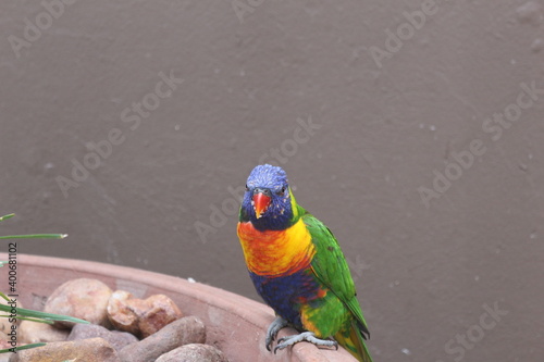 Bird Gardens, Montecasino Boulevard, Johannesburg, South Africa. photo