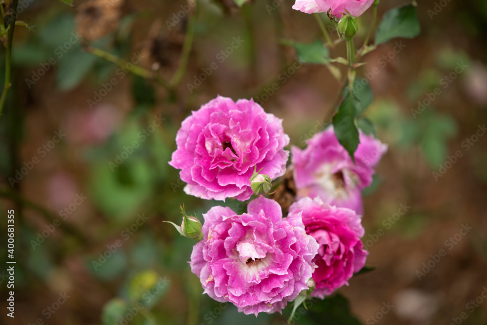 beautiful roses in background blur