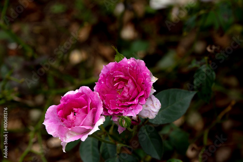 beautiful roses in background blur