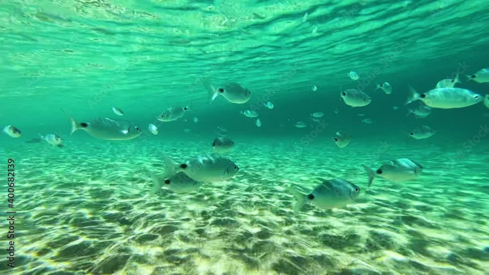 in the water with fish in Corsica
the sea is turquoise blue in the water with fish in Corsica
the sea is turquoise blue