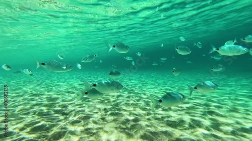 in the water with fish in Corsica
   the sea is turquoise blue