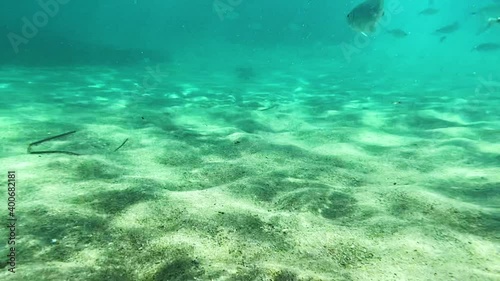in the water with fish in Corsica
   the sea is turquoise blue