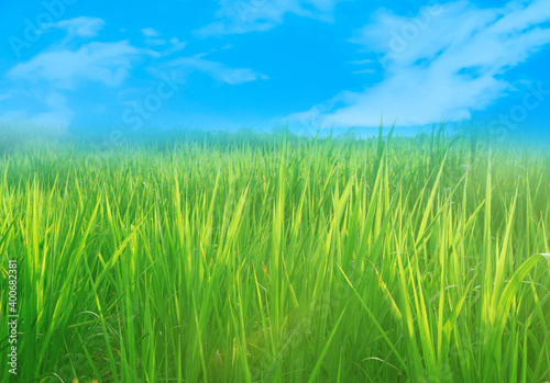 Green meadow and blue sky