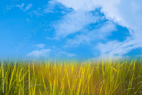 Green field  tree and blue sky.