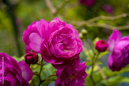 macro shot of beautiful color rose flower. floral background