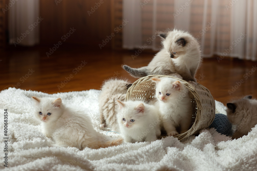 fluffy kittens on white in a plaid. Bicolor Rag Doll Cat at home fluffy kittens on white in a plaid. Bicolor Rag Doll Cat at home