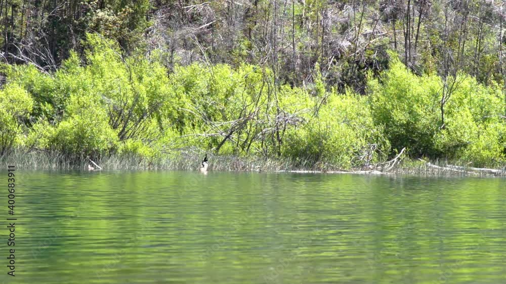 Ducks swimming near the coastline in Puelo Lake with forest in background, Patagonia Argentina. Ducks swimming near the coastline in Puelo Lake with forest in background, Patagonia Argentina.