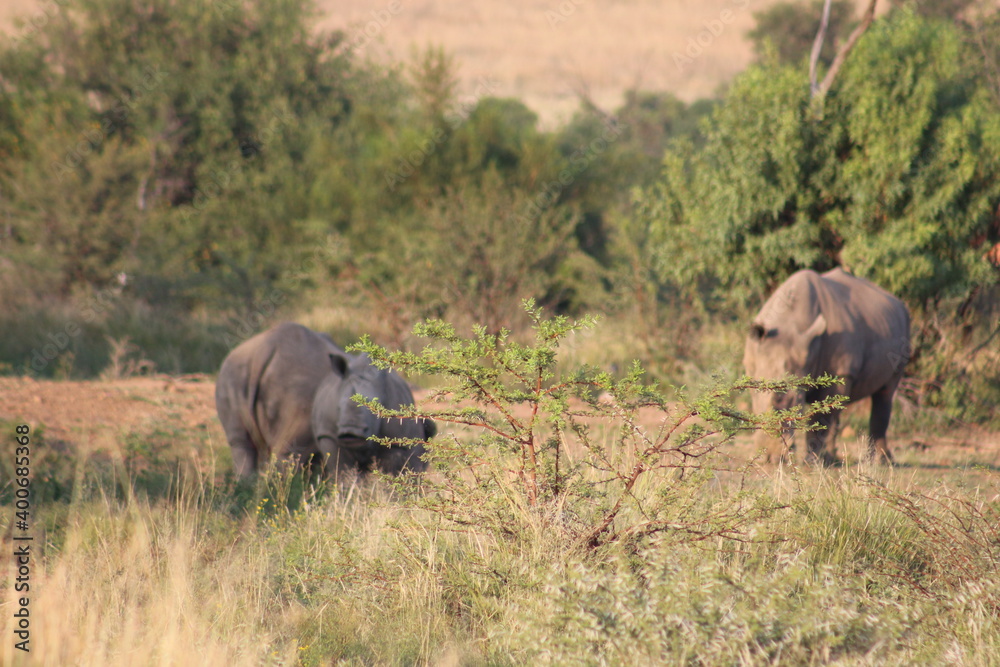 Obraz premium Photos taken in Pilanesberg National Park, South Africa.