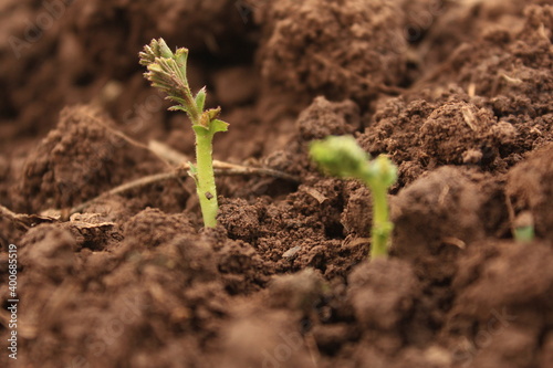 Germination of Chickpea in Field. 