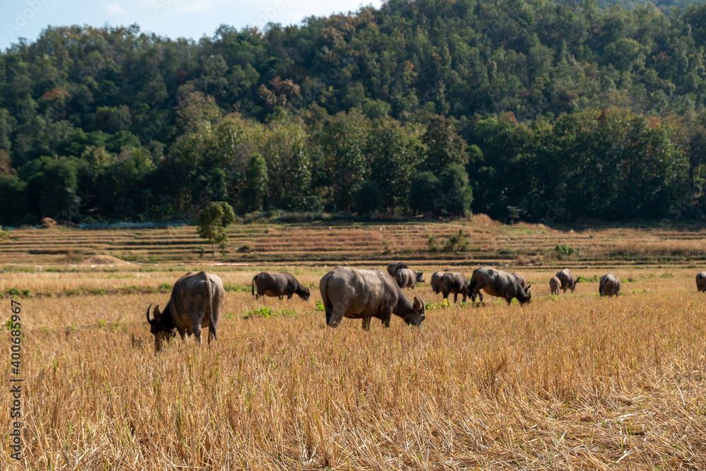 Buffalo in North of Thailand.