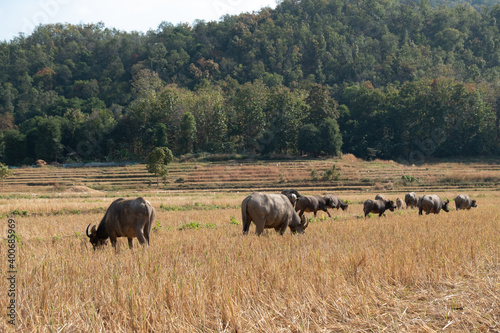 Buffalo in North of Thailand.