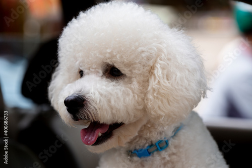 portrait of cute maltese dog 