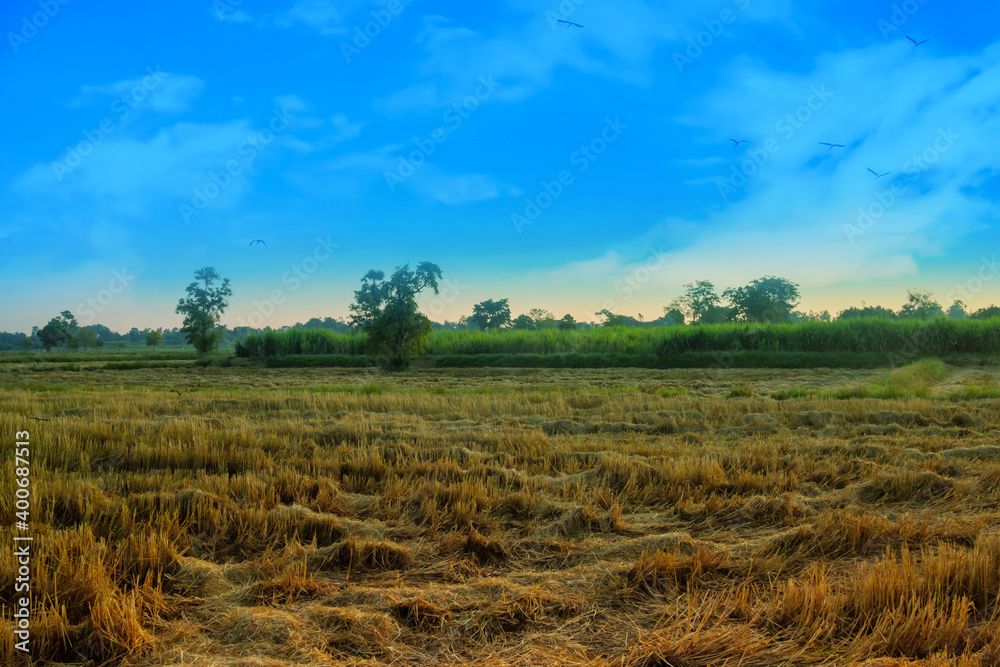 Rural landscape with cloudy sky background. Golden harvest of rice.