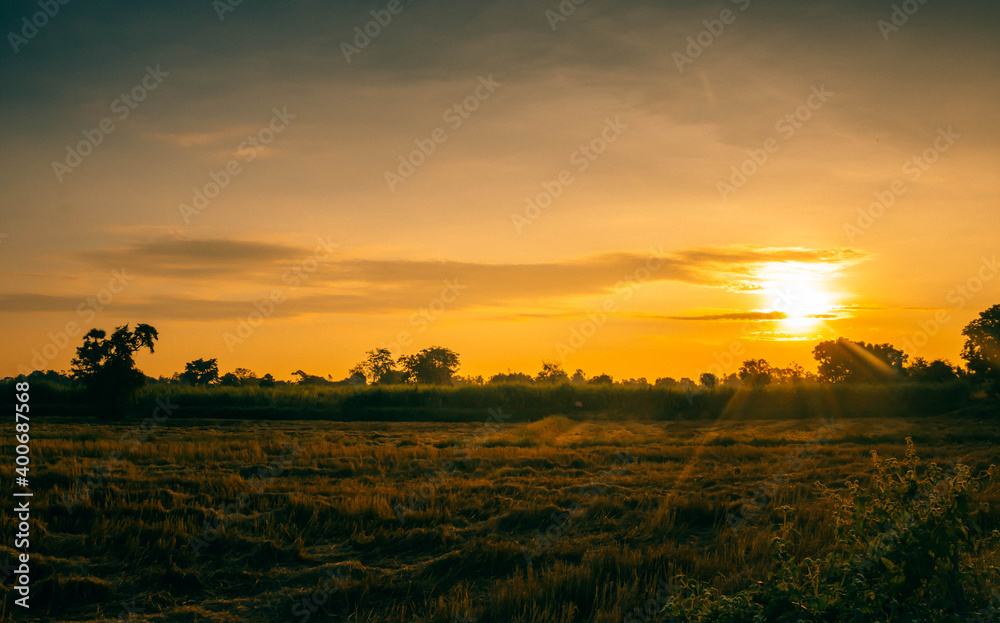 Gold rice flied panorama with sunset, rural countryside