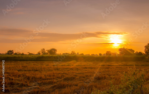 Gold rice flied panorama with sunset, rural countryside