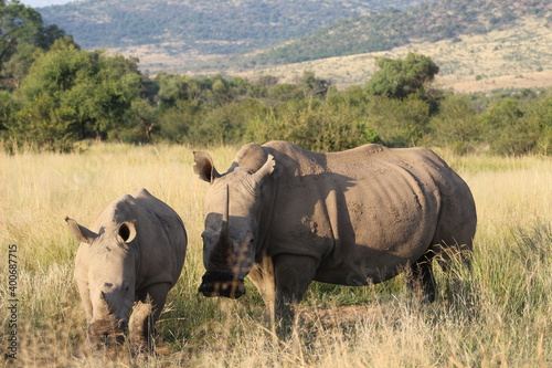 Photos taken in Pilanesberg National Park  South Africa.