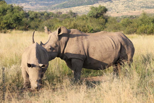 Photos taken in Pilanesberg National Park  South Africa.