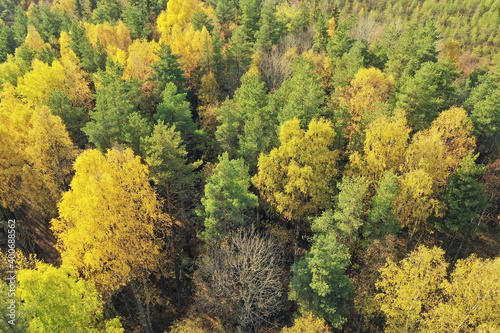 autumn forest landscape, view from a drone, aerial photography viewed from above in October park © kichigin19