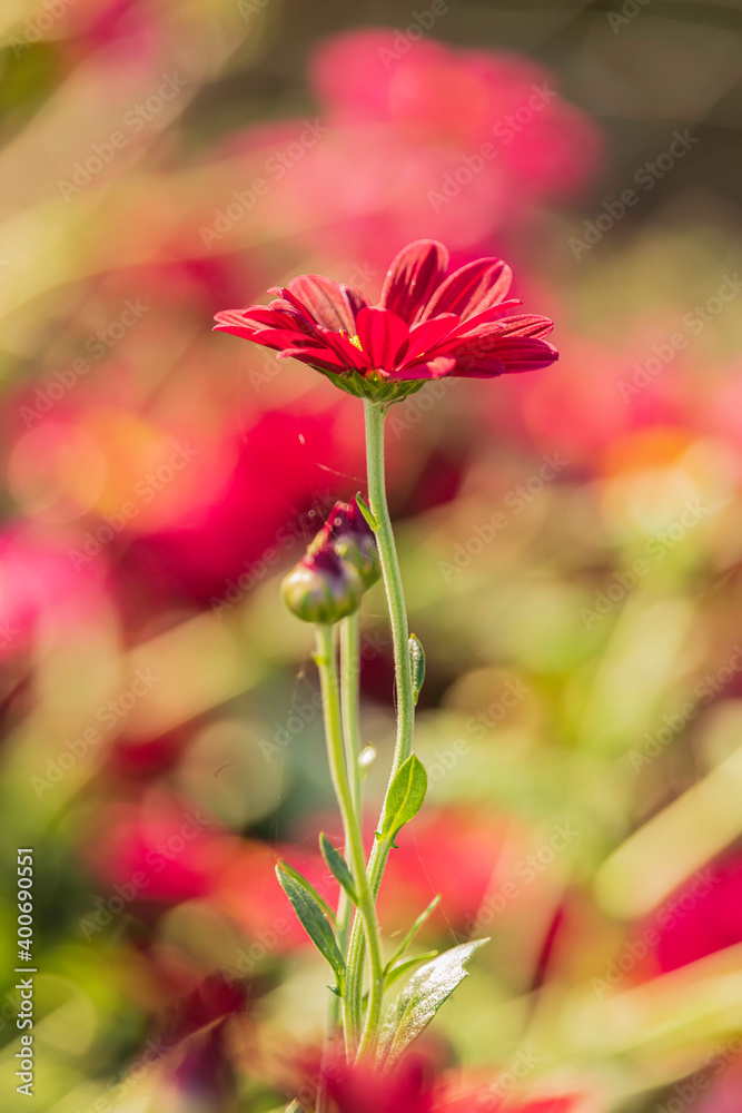 Obraz premium Pink chrysanthemum flowers close-up on blurred flower background