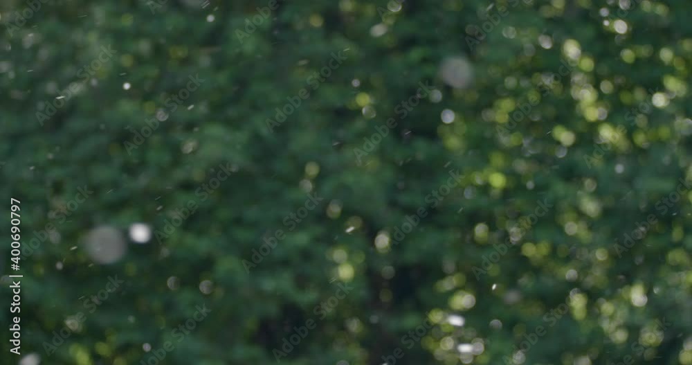 The white willow seeds floating in the air and spread by the wind The white willow seeds floating in the air and spread by the wind