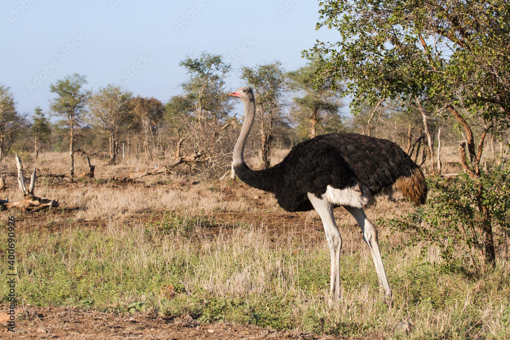 Naklejka premium Solitary male Common Ostrich (Struthio camelus) standing alone alert in the bushveld in Kruger National Park, South Africa