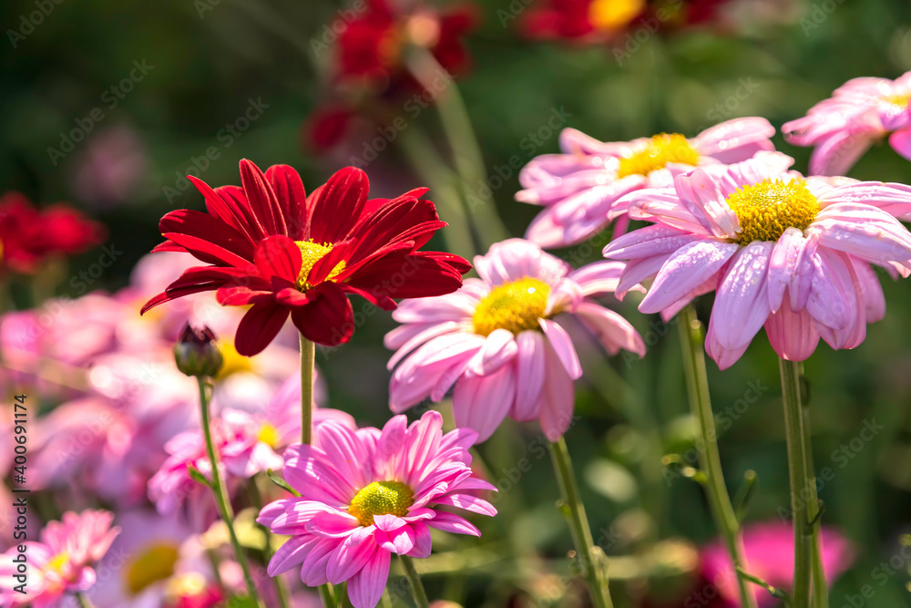 Pink chrysanthemum flowers close-up on blurred flower background