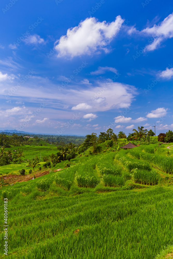 Rice fields - Bali island Indonesia