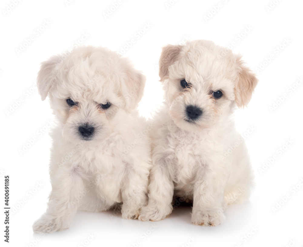 Obraz premium Bichons Frise in studio