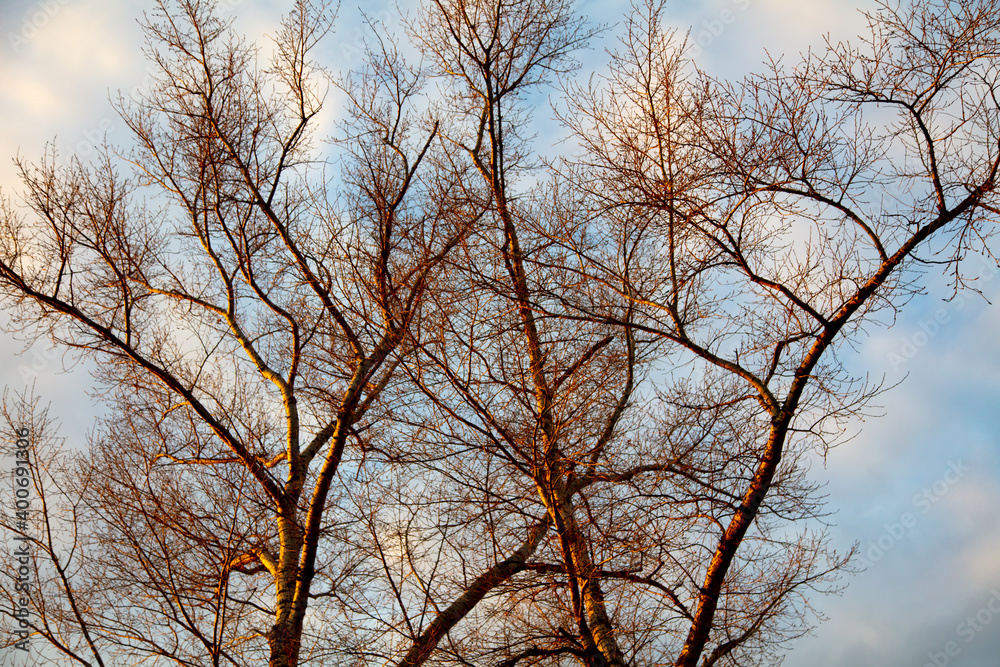 Bare branches on a tree at sunset. Bare branches on a tree at sunset.