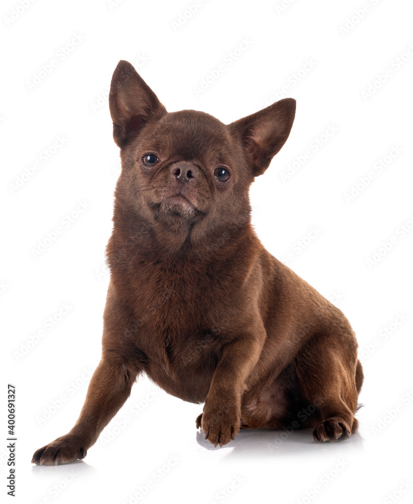 chihuahua in studio chihuahua in studio