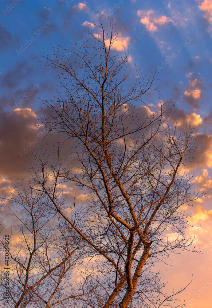 Bare branches on a tree at sunset.