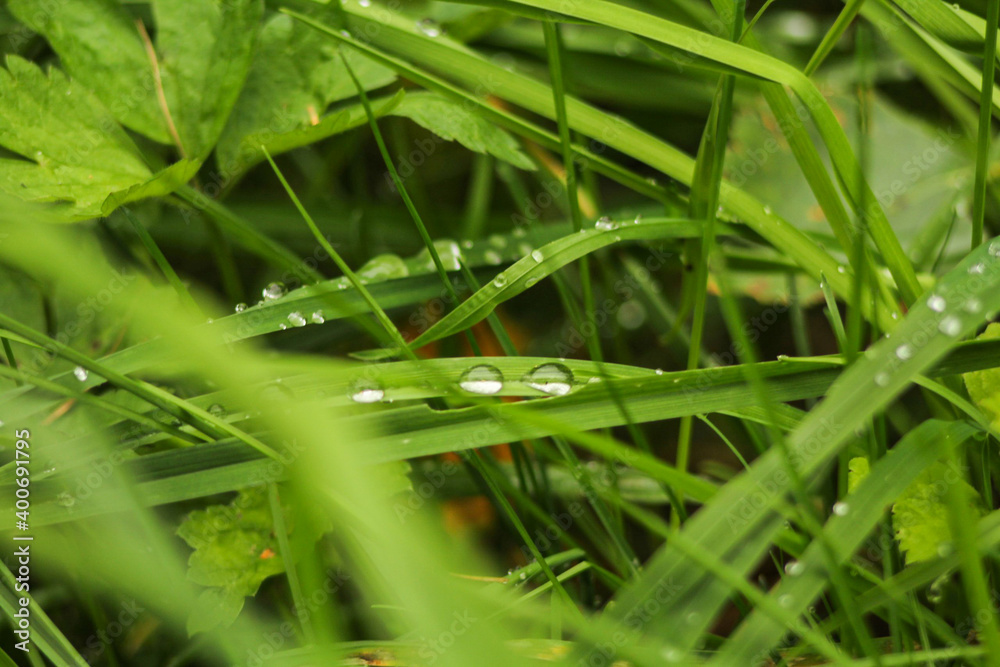 Green Grass with Dew Green Grass with Dew