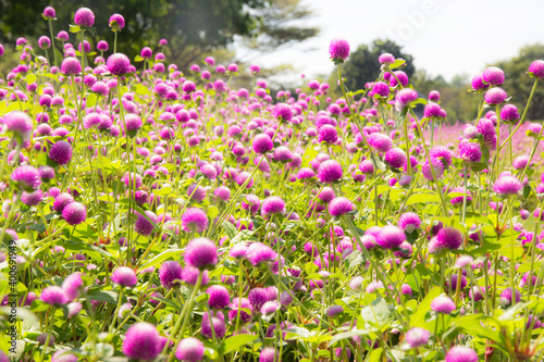 blur picture and vintage style Globe amaranth or Bachelor Button or Gomphrena globosa in the garden for wallpaper or backgrpund