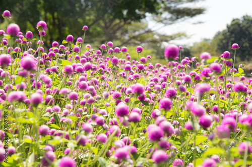 blur picture and vintage style Globe amaranth or Bachelor Button or Gomphrena globosa in the garden for wallpaper or backgrpund
