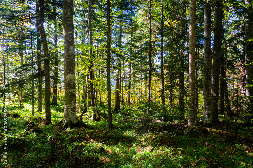 Fototapeta premium Forest detail with pine trees