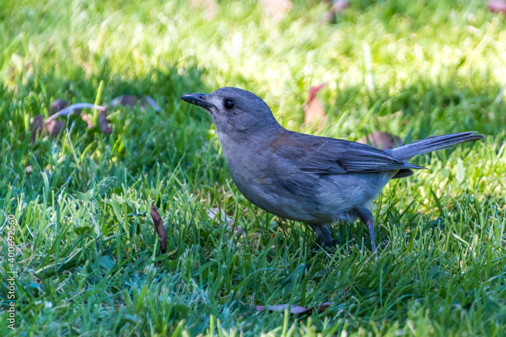 Fototapeta premium Grey Shrike-thrush