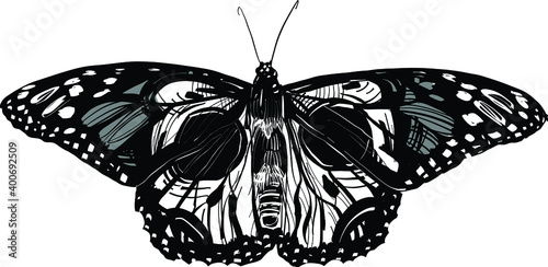 tribal skull tattoo of the butterfly 