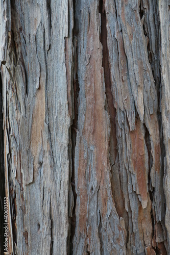 Incense Cedar tree bark patterns © Gail Ann Williams