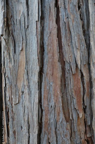 Incense Cedar tree bark patterns