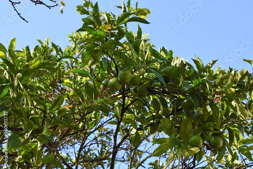 Primer plano de las ramas de un naranjo en proceso de recuperación tras una plaga. Naranjo con poco follaje pero con nuevo fruto madurando en la rama en la estación de otoño. (ID: 400693737)