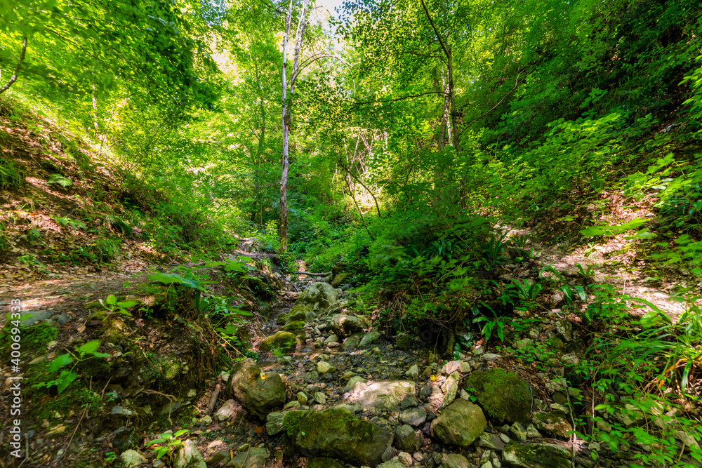 Fototapeta premium Small river or stream in deep forest