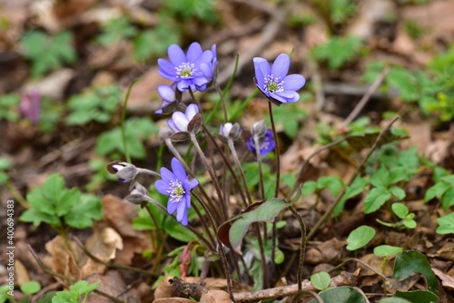 Purple Pennywort during spring in a forest. It is also called Anemone hepatica or Kidneywort.