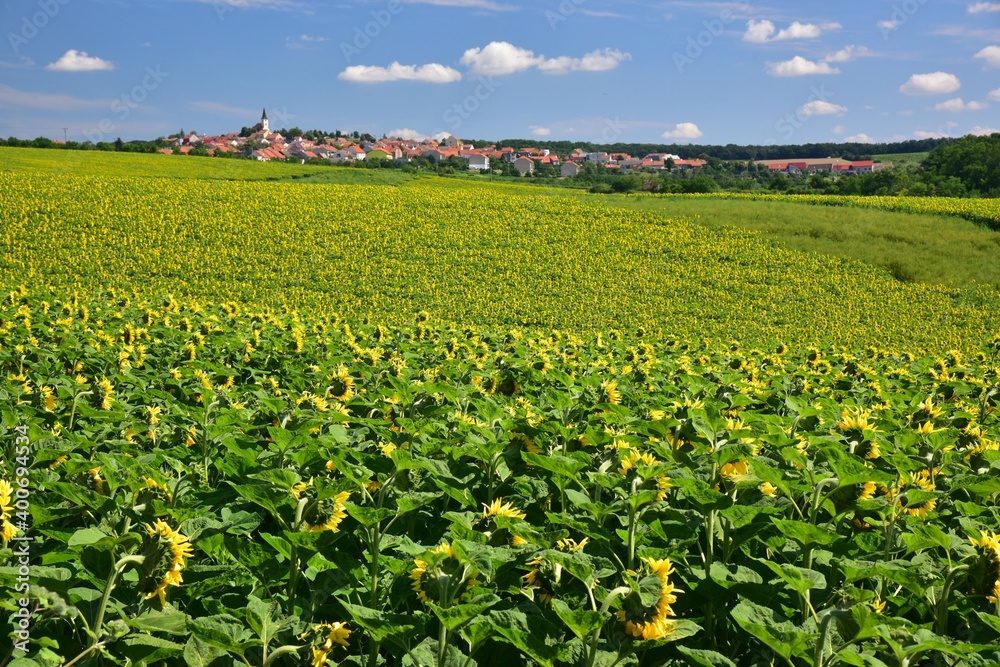 Sunflowers shown in sun in summer, Southern Bohemia, Czech Republic, with blue sky.