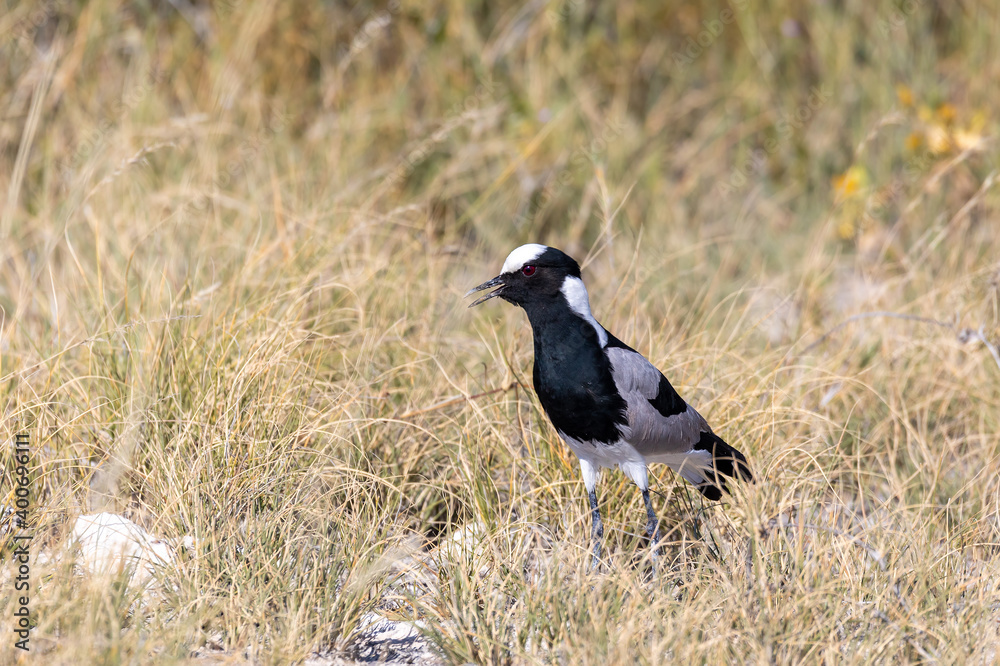 black and white water bird blacksmith lapwing or blacksmith plover (Vanellus armatus) in Etosha national park, Africa Namibia safari wildlife black and white water bird blacksmith lapwing or blacksmith plover (Vanellus armatus) in Etosha national park, Africa Namibia safari wildlife