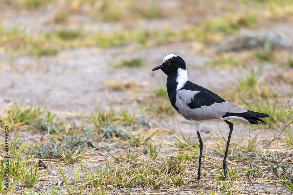 black and white water bird blacksmith lapwing or blacksmith plover (Vanellus armatus) in Etosha national park, Africa Namibia safari wildlife black and white water bird blacksmith lapwing or blacksmith plover (Vanellus armatus) in Etosha national park, Africa Namibia safari wildlife