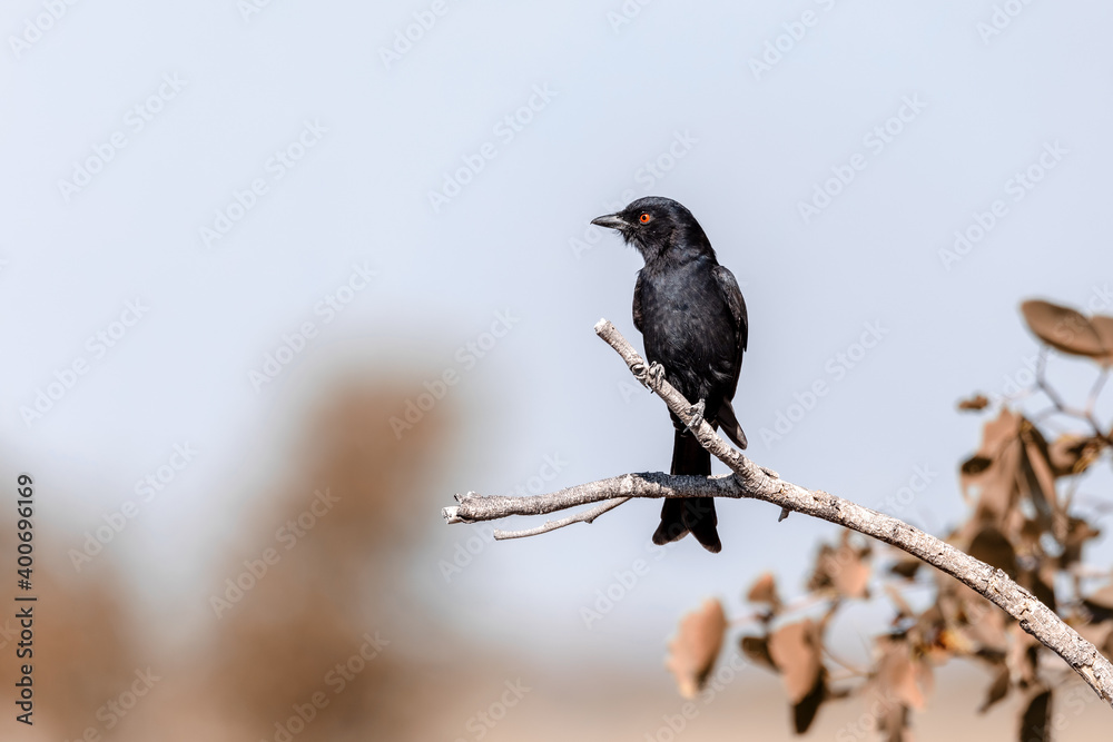 Black bird Fork-tailed Drongo, Dicrurus adsimilis, in Etosha national park, Africa Namibia safari wildlife Black bird Fork-tailed Drongo, Dicrurus adsimilis, in Etosha national park, Africa Namibia safari wildlife