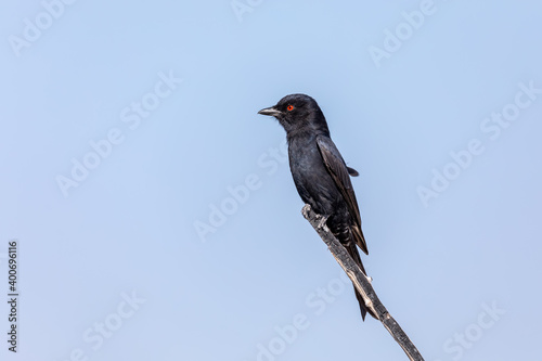 Black bird Fork-tailed Drongo, Dicrurus adsimilis, in Etosha national park, Africa Namibia safari wildlife